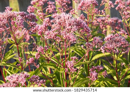 Eupatorium cannabinum L. (family Asteraceae). Stevia conpletely flowering in August, close-up of the inflorescence of pink color