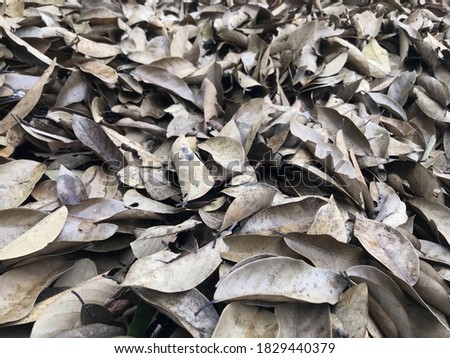 Picture of dry leaves on the ground full frame. 