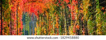 Huge Tunnel motley  foliage wall, banner. Colorful Autumn leaves background, close up.  