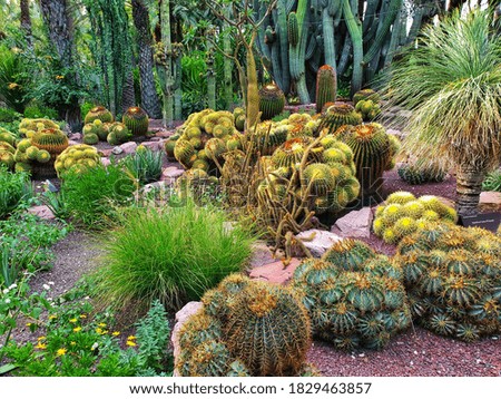Cacti Gardens in Elche, Spain 
