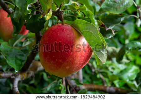 Big ripe red apple hanging on green apple tree, new harvest
