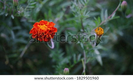 A Vibrant Red Marigold Flower From A Garden