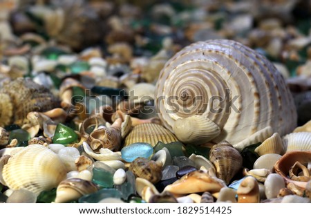 seashells with glass on the beach	 Royalty-Free Stock Photo #1829514425