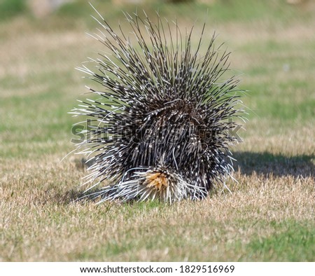 Crested porcupine photographed from the back. Spikey.