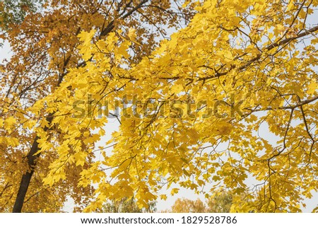 Maple branches covered with yellow foliage. Autumn paints in the forest.