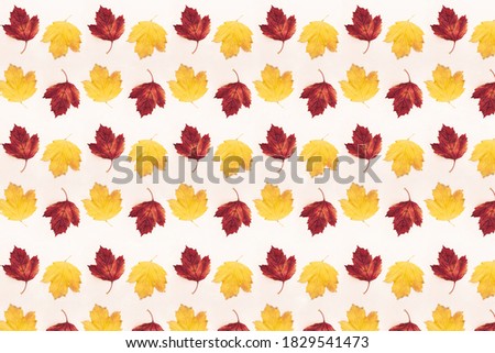Colored autumn leaves pattern. Autumn background image