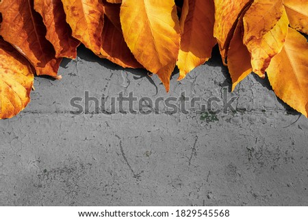 Autumn leaves on gray old cracked background. Top view.