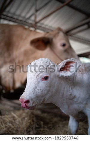 Close-up of white  calf on blurred  background. Cattle farming, milk and meat production concept.

