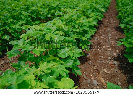Green and healthy cotton field