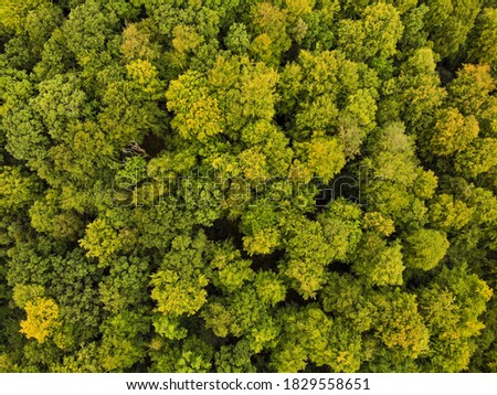 Aerial view of a forest in early fall season background texture