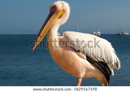 A lonely large white pelican stands on the shores of the atlantic ocean