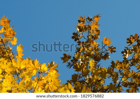 autumn yellow maple leaves in the blue sky background