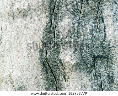 The tree, texture 6