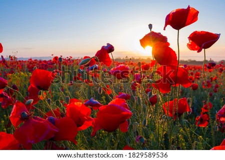 a beautiful picture of red flowers in garden in sunset vision under blue sky 