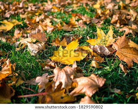 Yellow leaves laying on green grass in the city park under the warm light of the autumn sun.  Fallen maple leaf in the centre - colorful autumn background. Picture of our neighbourhood in fall.