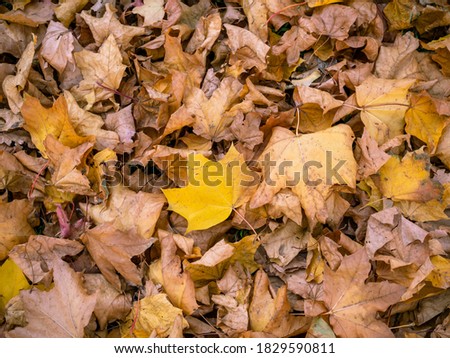 Yellow leaves laying on the ground in the city park under the warm light of the autumn sun. Fallen maple leaf in the centre - colorful autumn background. Picture of our neighbourhood in fall.