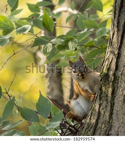 A photo of a Red Squirrel on the side of a tree.