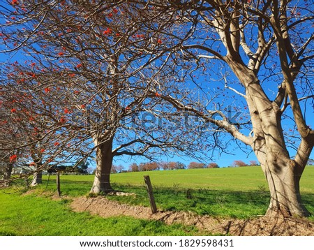 Autumn natural landscape, tree without leaves. Countryside photography
