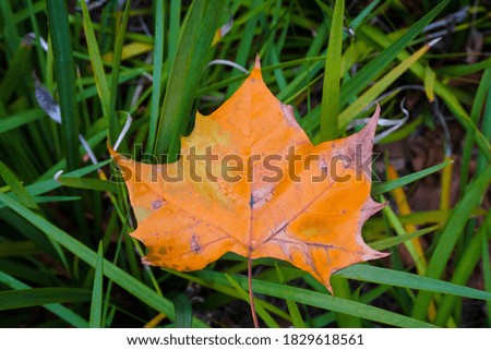 A stunning fall leaf picture 