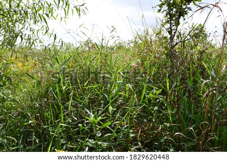 A closeup of grass and plants in a field. Picture taken along the Rabbit Run Trail in St. Peters, Missouri. Picture taken in September.