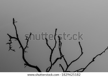cool scary trees for halloween