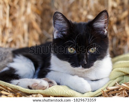 Black and white kitten is laying on a straw stack. Shallow depth of field.