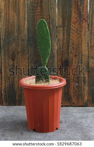 Cactus Opuntia cochenillifera on teracota potted. Wooden background. Selective focus or out of focus. 