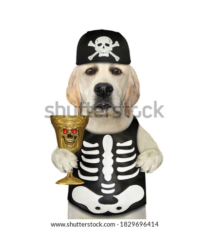 A dog in a skeleton costume drinks from a golden goblet for Halloween. White background. Isolated.