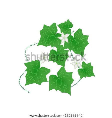Vegetable and Herb, Vector Illustration of Coccinia Grandis or Ivy Gourd with White Blossoms Isolated on White Background. 