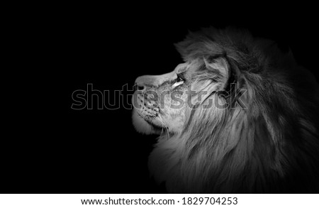 African lion profile portrait on black background, spectacular dramatic king of animals, proud dreaming Panthera leo looking forward. Low key photo with copy space toned in black and white colors.