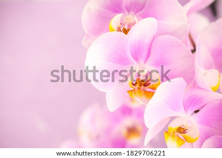 Purple ,pink orchid flowers on pink background with copy space Royalty-Free Stock Photo #1829706221
