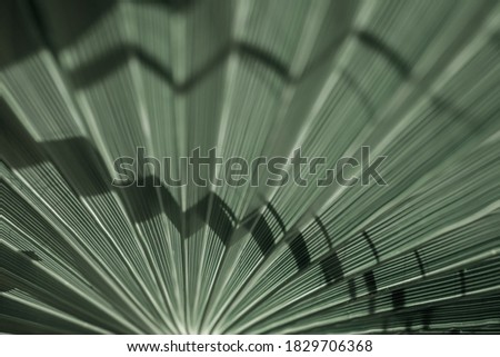 Texture of green palm leaves