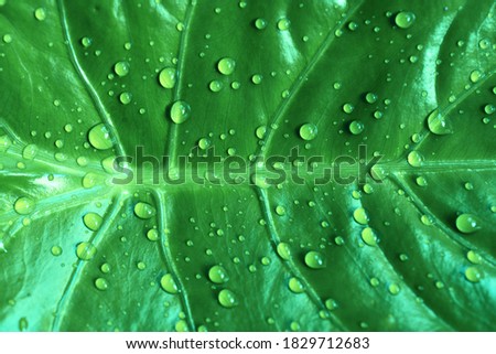 There are drops of water on the Xanthosoma is different abstract colour effects of the leaf - background