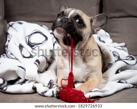French bulldog puppy is lying on a sofa covered a blanket after bathing and playing with a knitting toy. Sweet animal, lovely pet.  Royalty-Free Stock Photo #1829726933