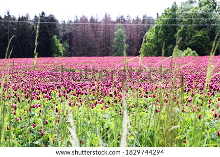 Look of violet clover field with forest in the background and grass in the foreground.
