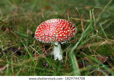 beautiful toadstool in the forest