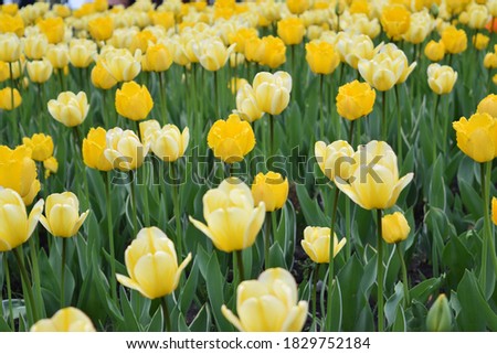 field of a wonderful yellow tulip in spring