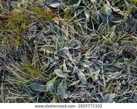 grass and leaves covered with frost on the ground