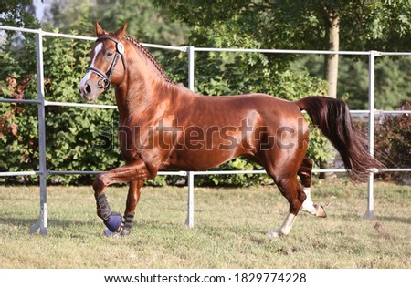 Rare breed young purebred saddle horse runs gallop on  grass in summer corral

