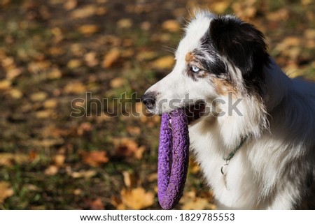  Australian shepherd with puller in autumn forest close up portrait