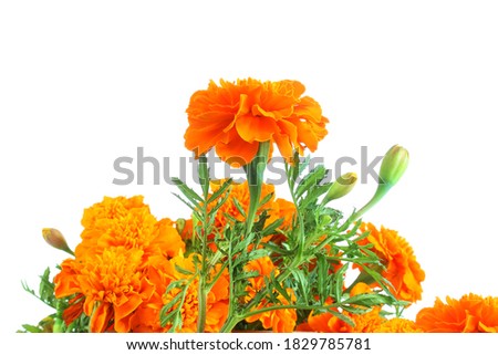 marigold flower in white background for nature,agriculture,religious,festival related concept with copy space