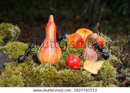 busy ants with pumpkins in autumn in the forest