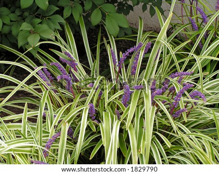 Liriope, a grass like perennial with variegated foliage and purple flower spikes in late summer. Royalty-Free Stock Photo #1829790