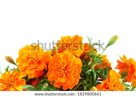 marigold flower in white background with copy space