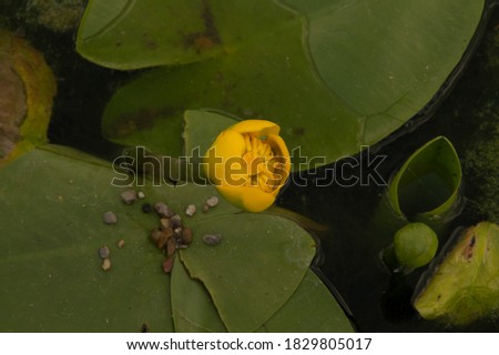 unexpanded yellow water-lily flower surrounded floating by big round leaves in an artifical lake