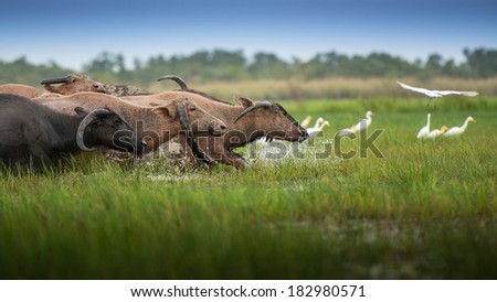 Buffalo and bird in songkhla lake, thailand