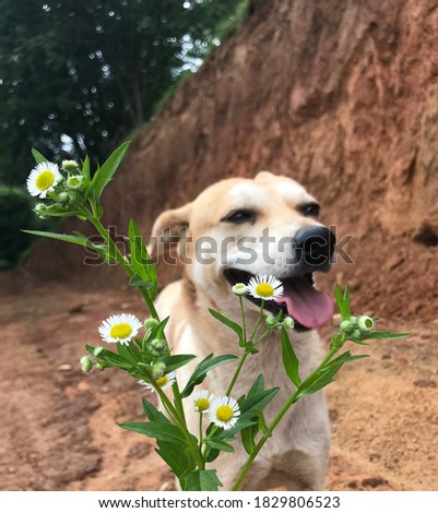 Happy stray dog with flowers 