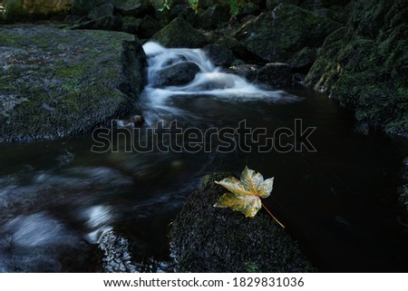 The picture shows a leaf in autumn colours at a waterfall in the Harz Mountains near the Okertal. 