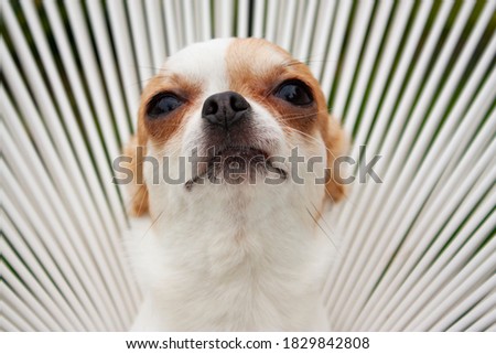 Close-up studio horizontal portrait photography of an isolated Chihuahua little dog white and brown colour looking to the sky on the light background