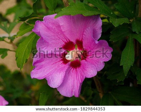 Pink flower on a green background